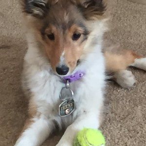 Meet your Posher, Shannon